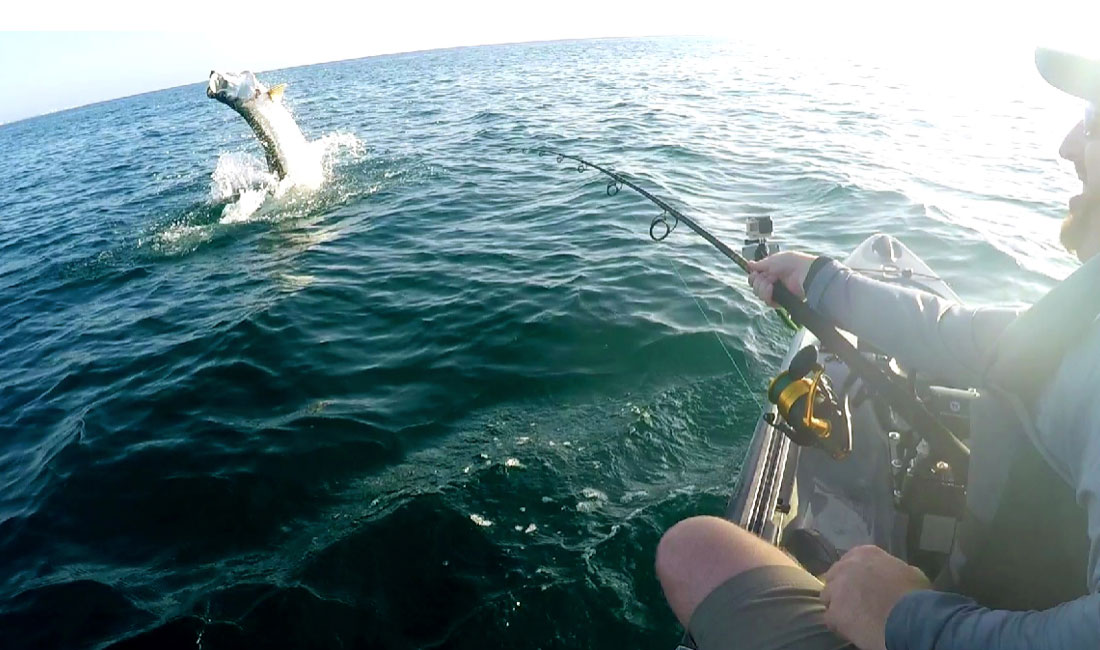 fighting tarpon